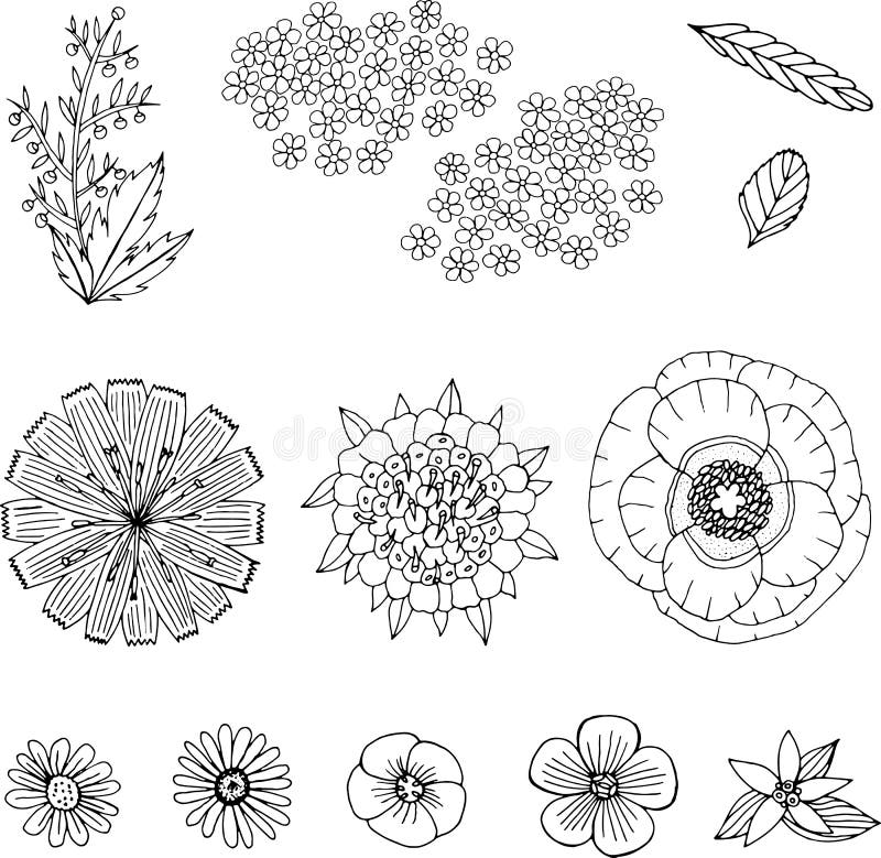Wildernis en gebiedsbloemen - hand getrokken inzameling Hand getrokken reeks met inkt bloemenelementen Vector illustratie vector illustratie Wildernis en gebiedsbloemen - hand getrokken inzameling Hand getrokken reeks met inkt bloemenelementen Vector illustratie vector illustratie