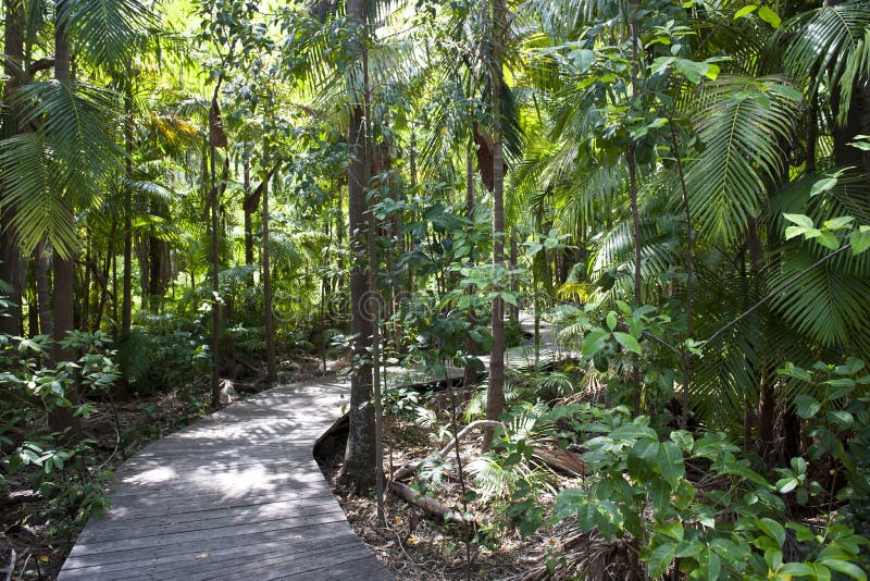 Rainforest of Byron Bay, Australia. Rainforest of Byron Bay, Australia.