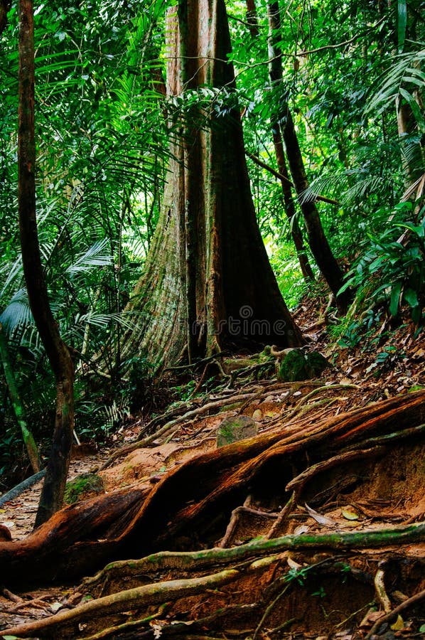 Wildernisslepen na regen in tropisch regenwoud van Sabbah, Borneo Maleisië stock afbeelding Wildernisslepen na regen in tropisch regenwoud van Sabbah, Borneo Maleisië stock afbeelding