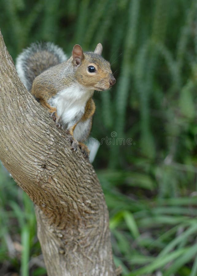 Wildes Eichhörnchen auf dem Baum lizenzfreie stockfotografie Wildes Eichhörnchen auf dem Baum lizenzfreie stockfotografie