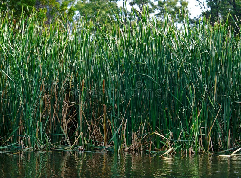 Wildes Gras auf Wasser lizenzfreie stockfotografie Wildes Gras auf Wasser lizenzfreie stockfotografie