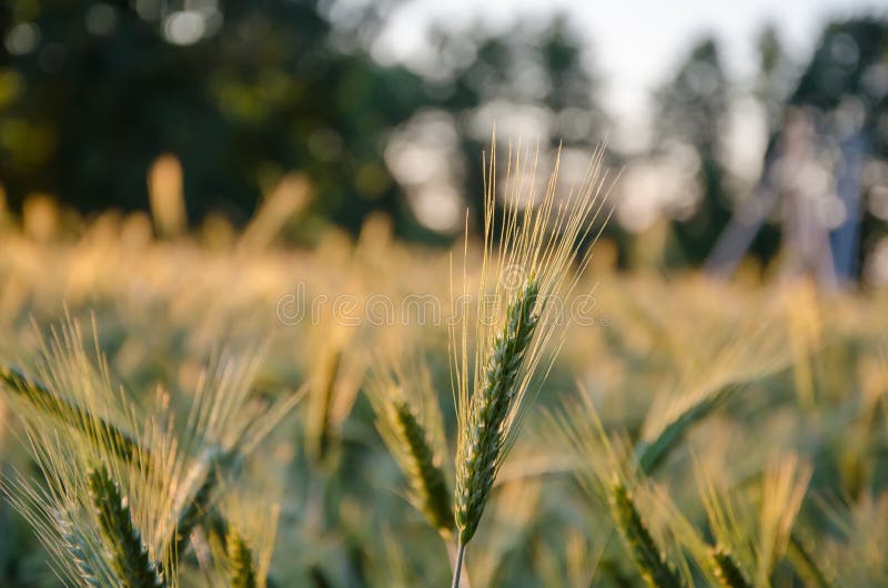 Wildes Gras mit den ?hrchen, die glatt im Wind, Sommeranlagen schwingen Gr?nes Gras mit den goldenen und flaumigen Ohren, Natur ? lizenzfreies stockfoto Wildes Gras mit den ?hrchen, die glatt im Wind, Sommeranlagen schwingen Gr?nes Gras mit den goldenen und flaumigen Ohren, Natur ? lizenzfreies stockfoto