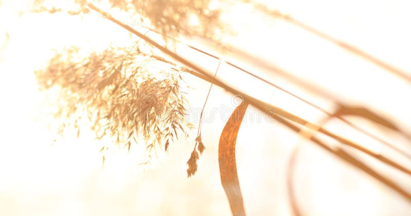 Wildes Gras mit den ?hrchen, die glatt im Wind, Sommeranlagen schwingen lizenzfreie stockfotos Wildes Gras mit den ?hrchen, die glatt im Wind, Sommeranlagen schwingen lizenzfreie stockfotos
