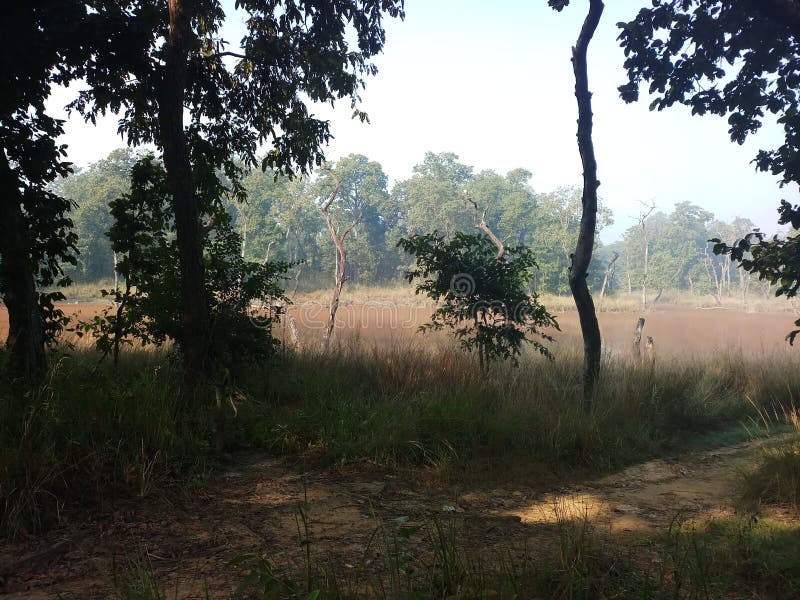 Wildes Innere des Nationalparks des Dschungels chitwan tief kumal tal stockbild Wildes Innere des Nationalparks des Dschungels chitwan tief kumal tal stockbild