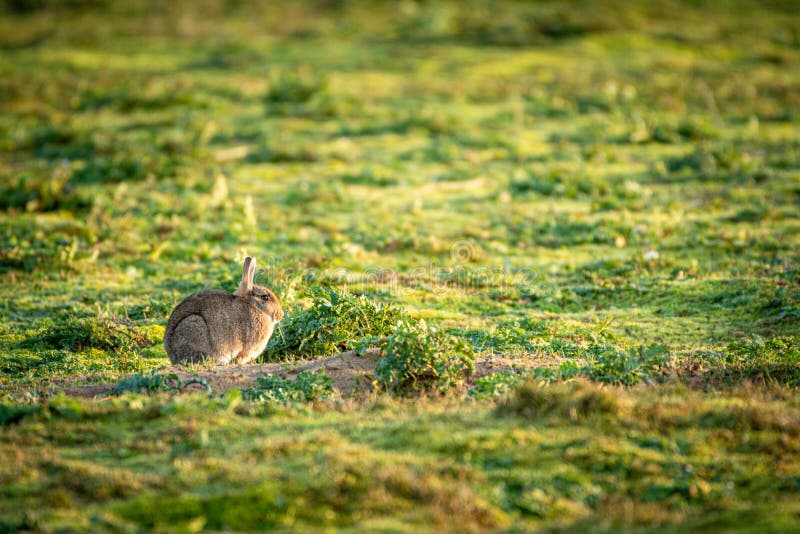 Wildes Kaninchen Auf Einer Graswiese Stockfoto - Bild von nave ...