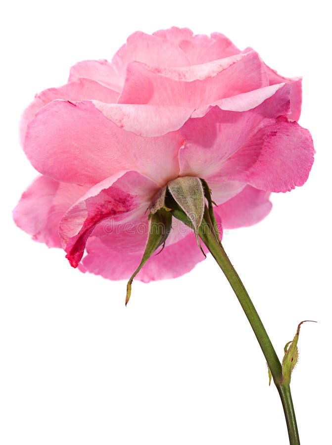 Wildes Rosa stieg stockfotografie