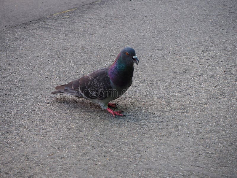 Wildes Taube Columba- liviadomestica mit dem offenen Schnabel auf der Straße lizenzfreie stockfotos Wildes Taube Columba- liviadomestica mit dem offenen Schnabel auf der Straße lizenzfreie stockfotos