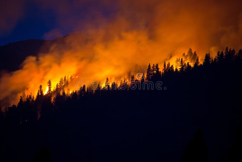 Ein Flächenbrand verschlingt einen dichten, trockenen Walde.