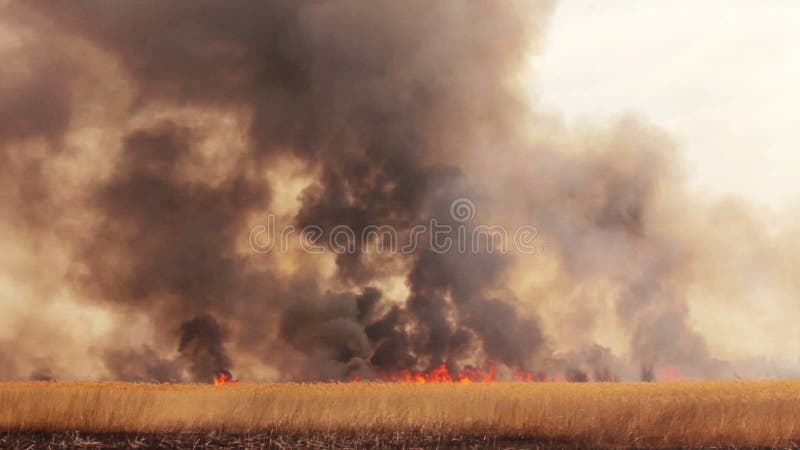 Wildfire op de gebieden