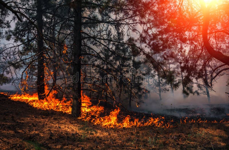 Wildfire at Sunset, Burning Pine Forest . Stock Photo Image of change