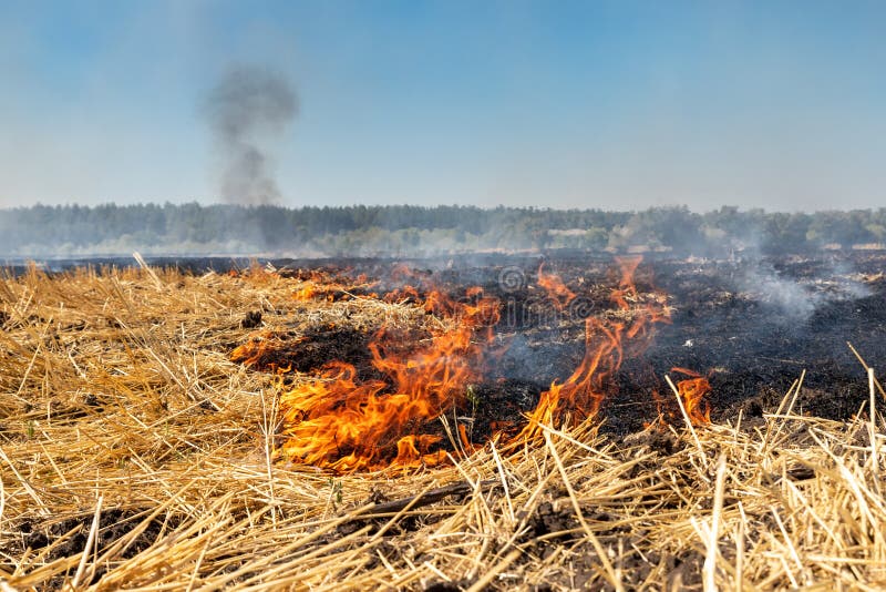Wildfire on Wheat Field Stubble after Harvesting Near Forest. Burning ...