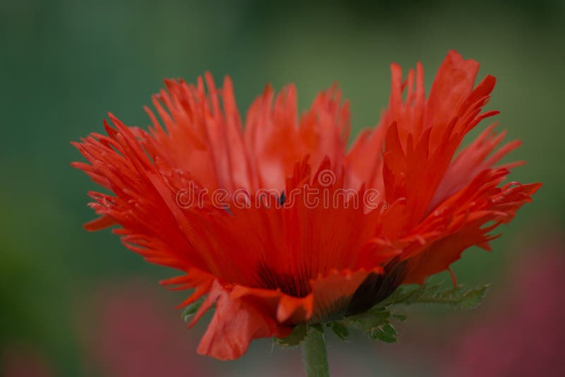 paintbrush mac dpi paintbrush mac dpi
