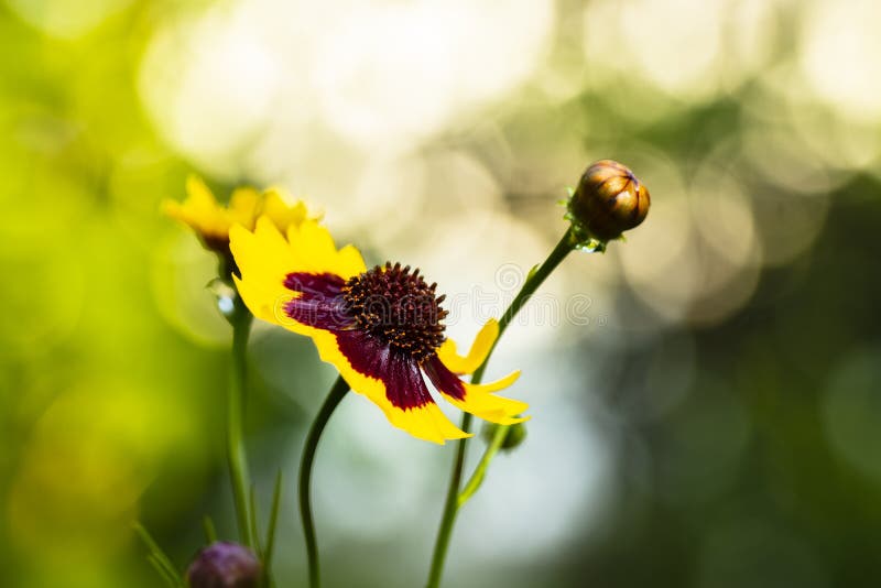 Wildflower amarelo imagem de stock royalty free Wildflower amarelo imagem de stock royalty free