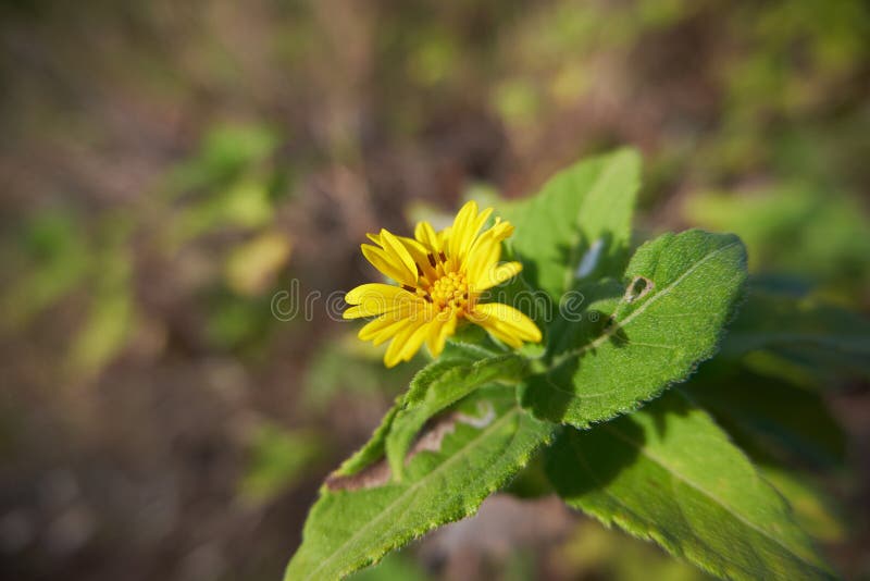Wildflower amarillo 1 del primer de 2 imagenes de archivo Wildflower amarillo 1 del primer de 2 imagenes de archivo