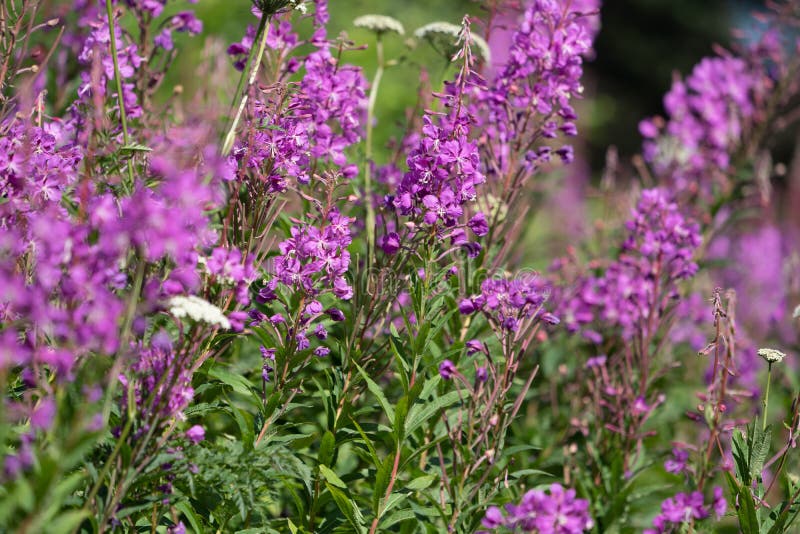 Wildflower bonito do roxo da azaléia de Alaska imagens de stock