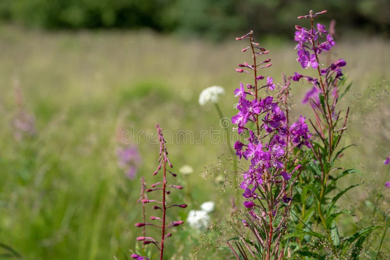 Wildflower bonito do roxo da azaléia de Alaska Espaço da cópia extra imagens de stock