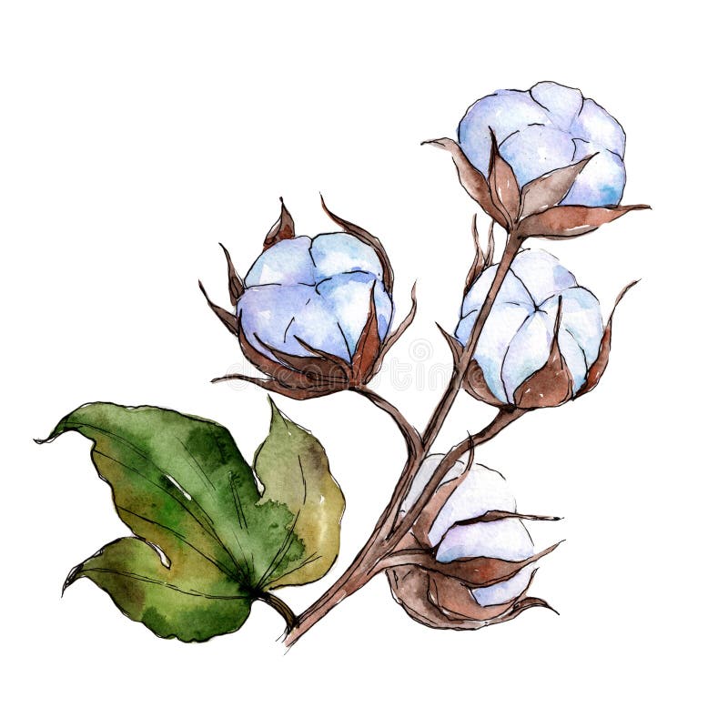 Wildflower cotton flower in a watercolor style isolated.