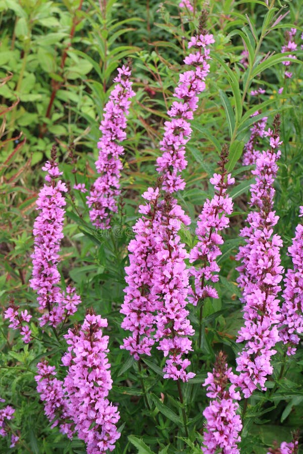 Lythrum salicaria wildflower blooming close up. Lythrum salicaria wildflower blooming close up