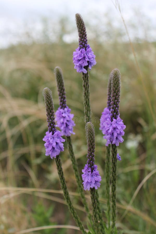 Wildflower found near Lake McConaughy, Nebraska. Wildflower found near Lake McConaughy, Nebraska