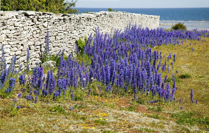 Wildflower echium vulgare.JH