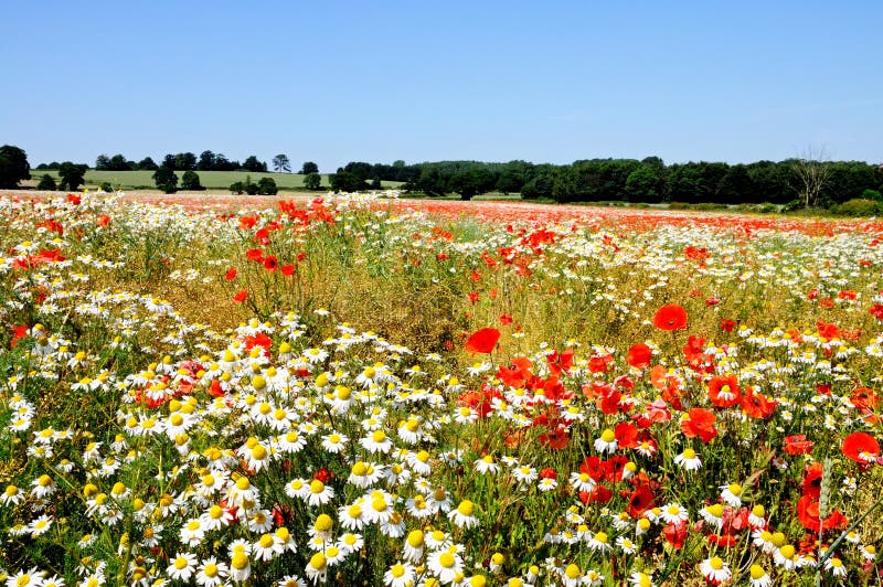 Wildflower field, Lichfield, England.