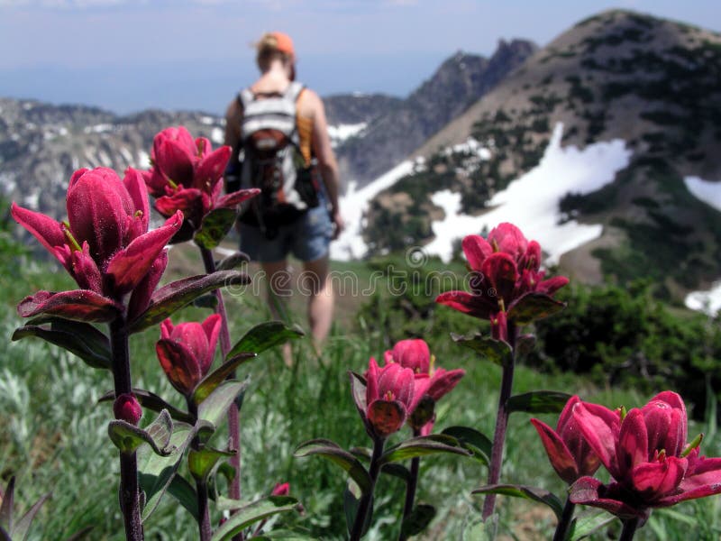 Wildflower and hiker