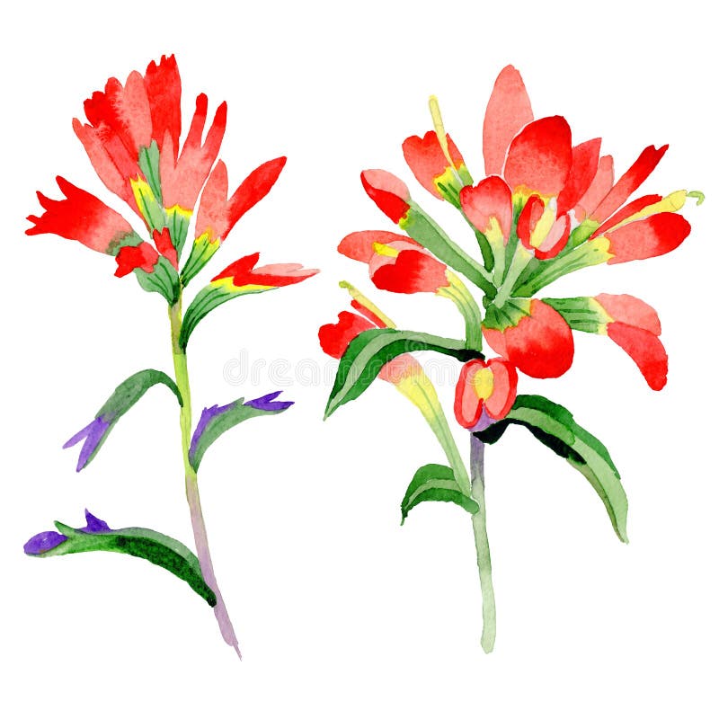 paintbrush plant family name paintbrush plant family name