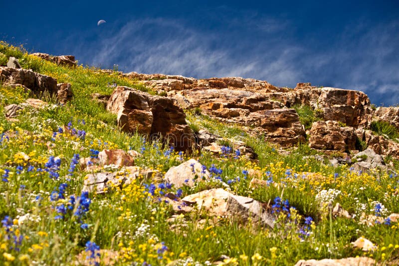 Wildflower Landscape w/ Moon