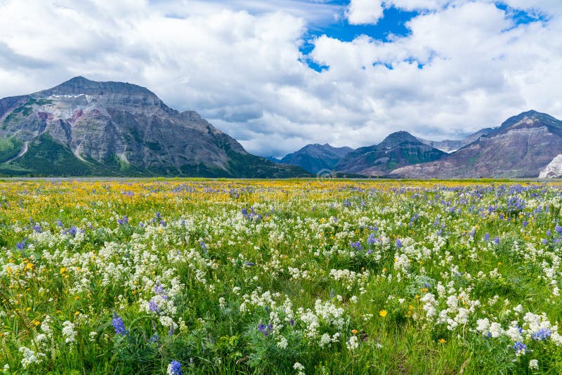 Wildflower Meadow in Waterton Lakes National Park stock images Wildflower Meadow in Waterton Lakes National Park stock images