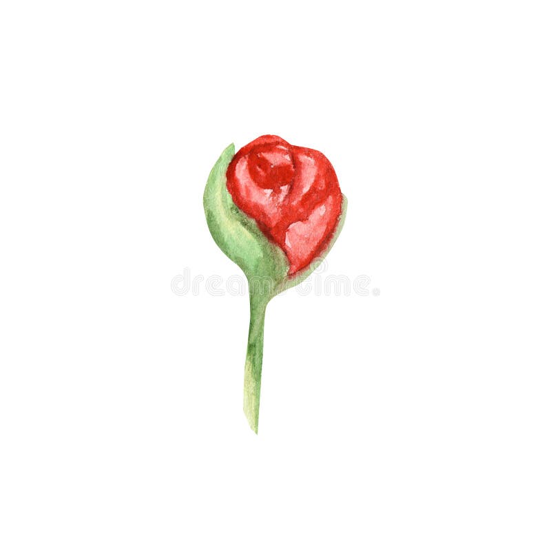 Wildflower peoni menchie kwitn? w akwarela stylu odizolowywaj?cym Aquarelle wildflower dla tła, ramy lub granicy, ilustracja wektor Wildflower peoni menchie kwitn? w akwarela stylu odizolowywaj?cym Aquarelle wildflower dla tła, ramy lub granicy, ilustracja wektor