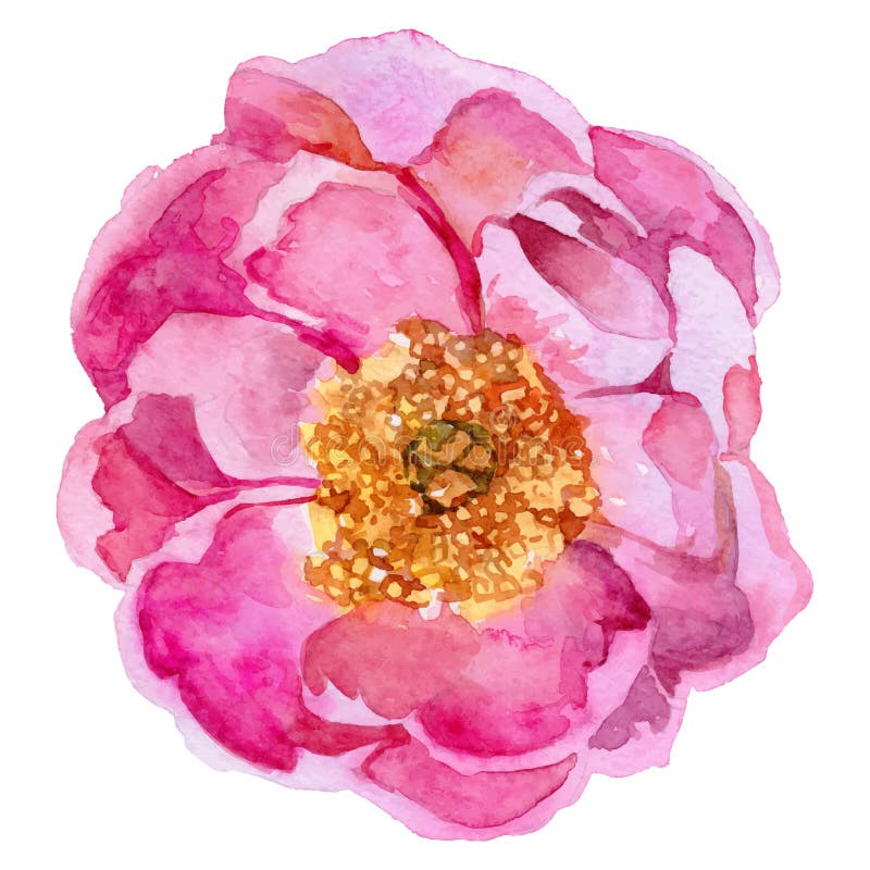 Wildflower peony flower in a vector style isolated.