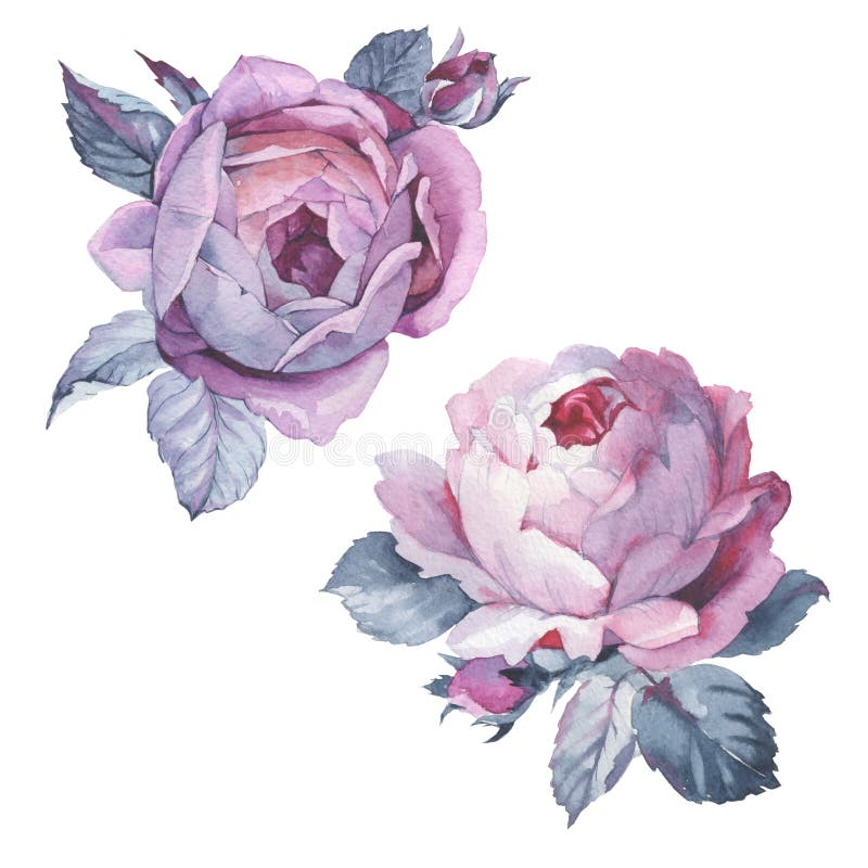 Wildflower rose flower in a watercolor style isolated.