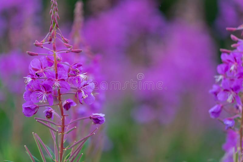 Wildflower roxo da azaléia bonita de Alaska, fundo borrado fotografia de stock royalty free