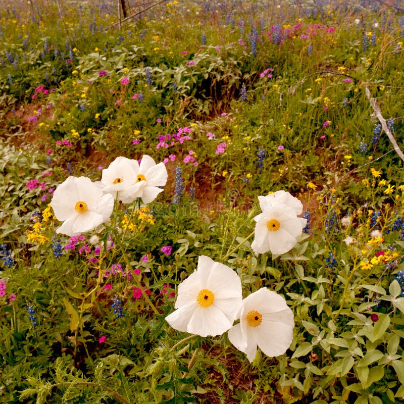 Wildflower Season stock image. Image of blooming, rain 29451527