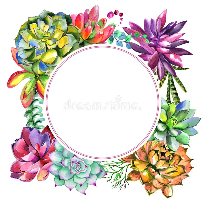 Wildflower succulentus flower frame in a watercolor style isolated.