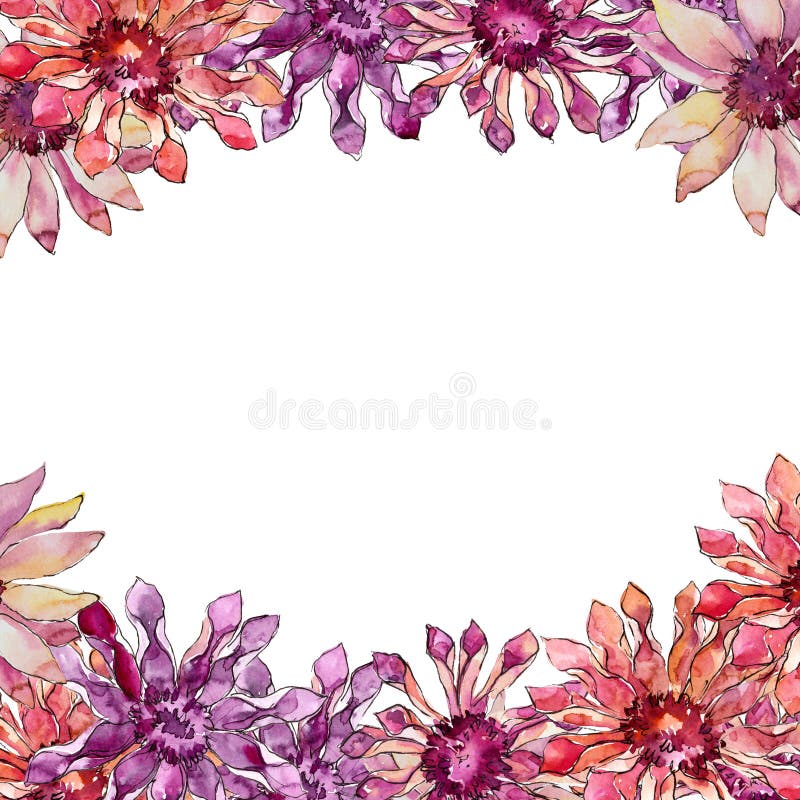 Wildflower vermelho e roxo da margarida africana Flor botânica floral Quadrado do ornamento da beira do quadro ilustração stock Wildflower vermelho e roxo da margarida africana Flor botânica floral Quadrado do ornamento da beira do quadro ilustração stock