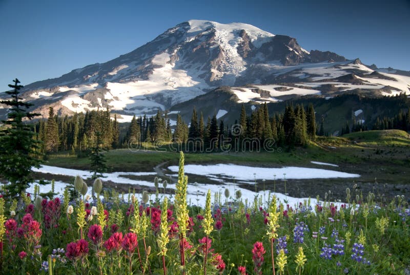 Wildflower vom Mount Rainier lizenzfreies stockfoto Wildflower vom Mount Rainier lizenzfreies stockfoto