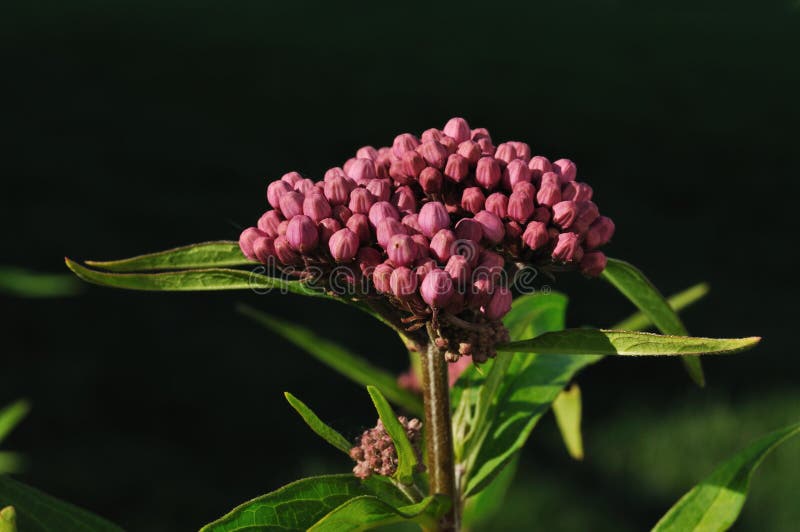 wildflower топи milkweed стоковые фото wildflower топи milkweed стоковые фото
