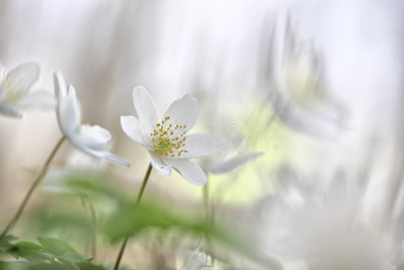 Wildflowerminimalismus - wilde Blumen des weißen Frühlinges lizenzfreie stockfotos Wildflowerminimalismus - wilde Blumen des weißen Frühlinges lizenzfreie stockfotos