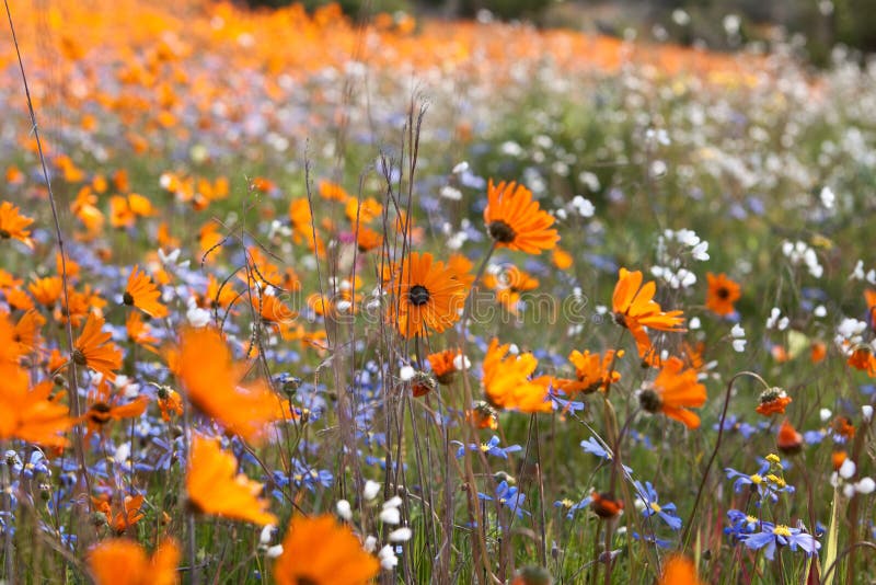 Wildflowers royalty free stock images