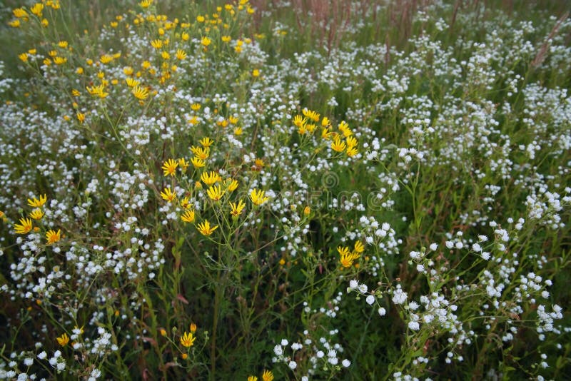 Wildflowers fotos de stock