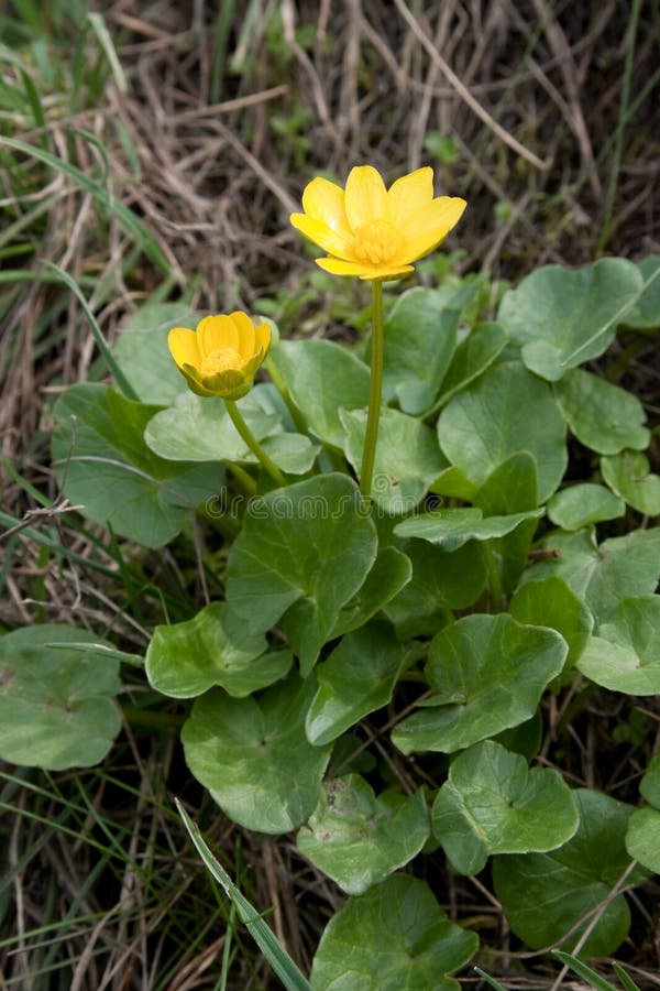 Wildflowers