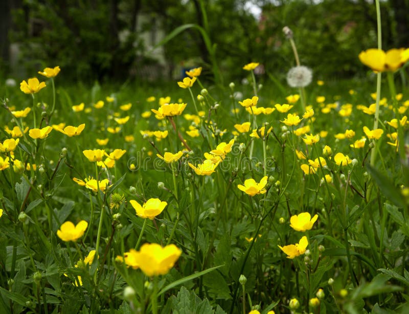 wildflowers fotografía de archivo wildflowers fotografía de archivo