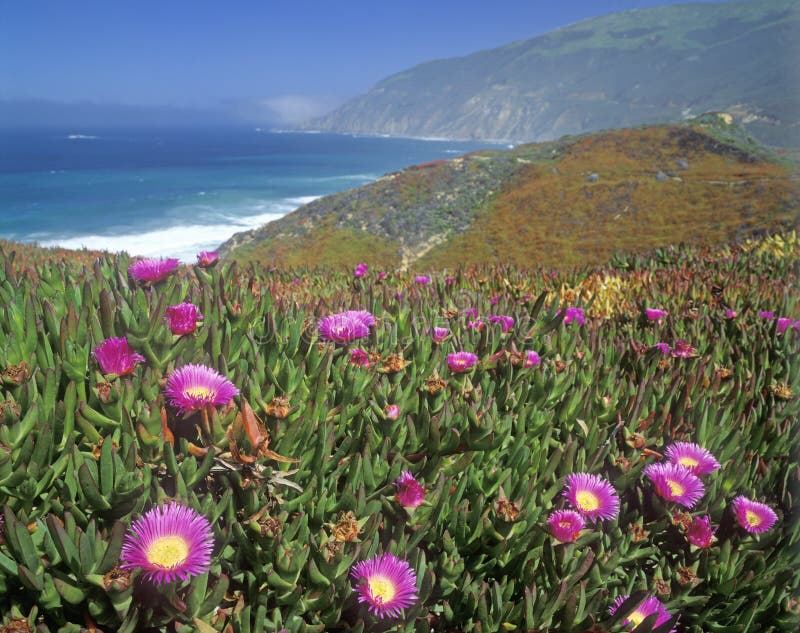 Wildflowers Along Pacific Coast Highway, CA Stock Photo Image of