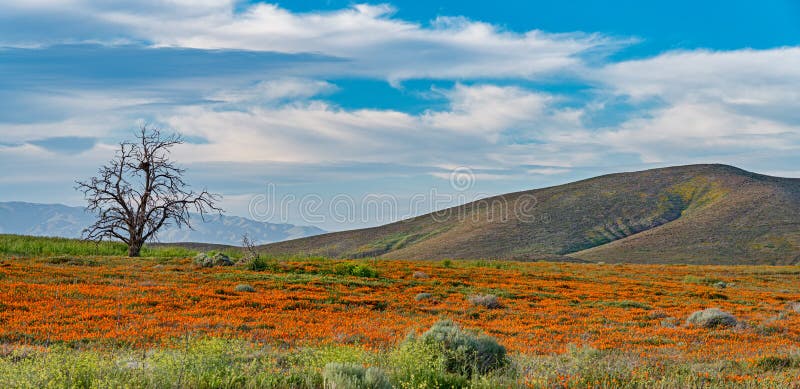 Wildflowers in Antelope Valley