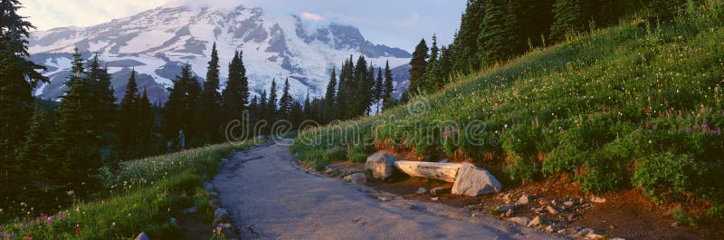Wildflowers au coucher du soleil, photographie stock libre de droits Wildflowers au coucher du soleil, photographie stock libre de droits