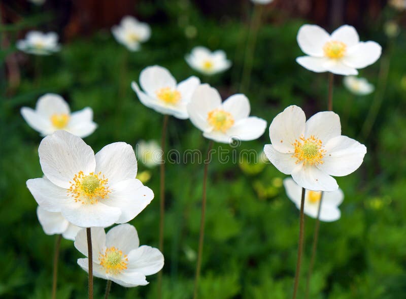 Wildflowers blancos foto de archivo libre de regalías Wildflowers blancos foto de archivo libre de regalías