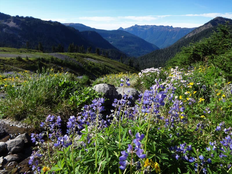 Wildflowers Bloom In A Meadow In The North Cascade Mountains In Summer