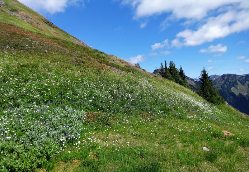 Wildflowers Bloom In A Meadow In The North Cascade Mountains In Summer