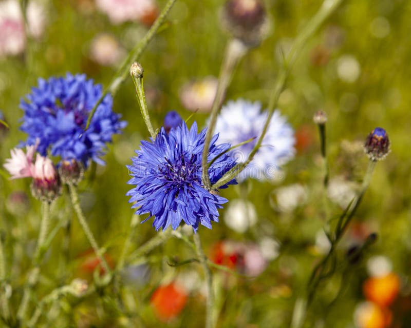 Wildflowers in Bloom during Summer Stock Image Image of summer